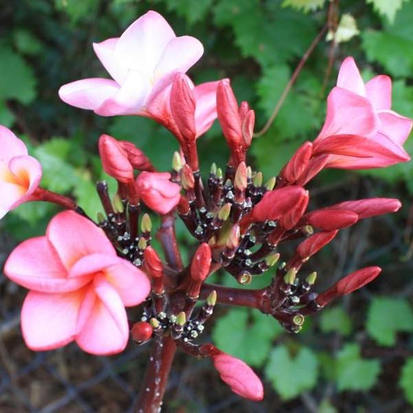 'Black Cyclone'
