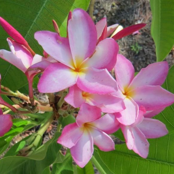 'Princess Victoria'