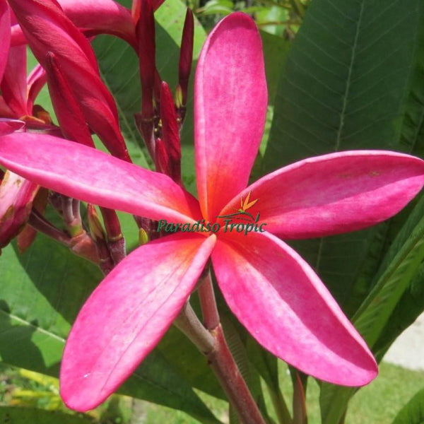 Red Star