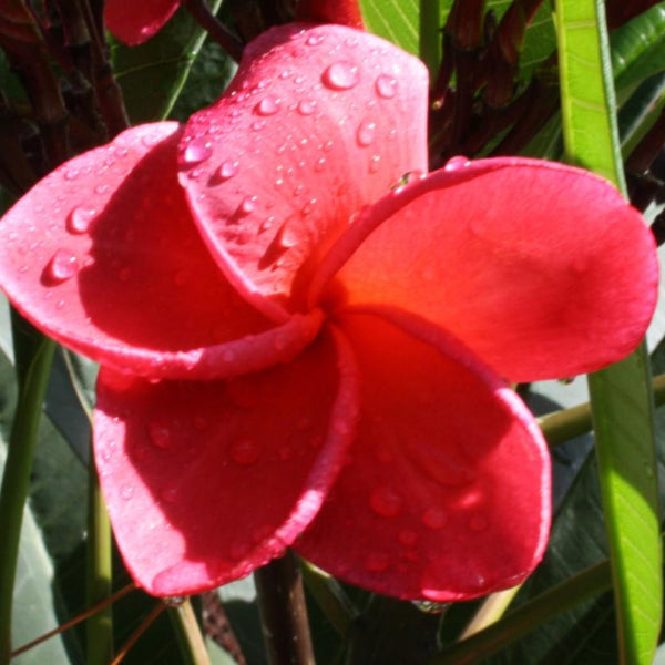 'Rojo'