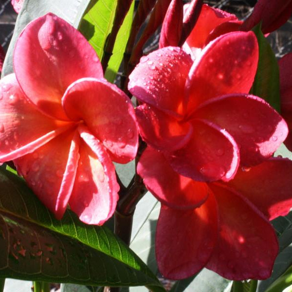 'Rojo'
