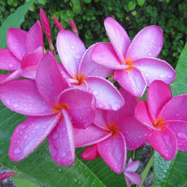 'San Marcos'