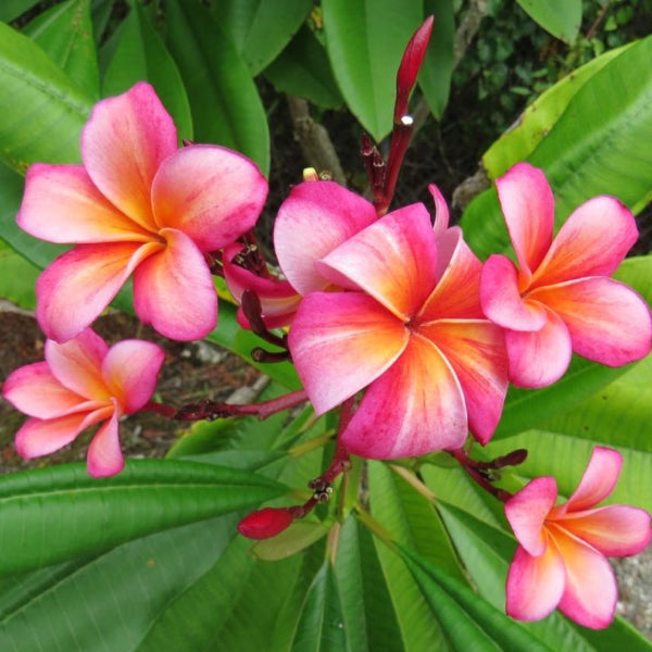 'Santana'