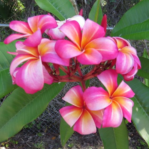 'Santana'