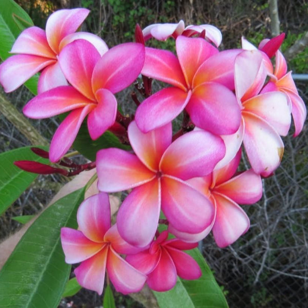 'Santana'