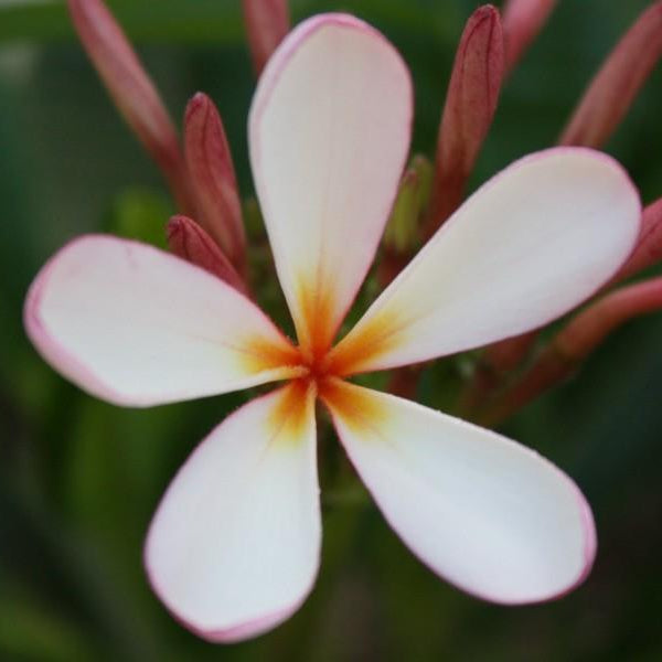 'Singapore Pink'