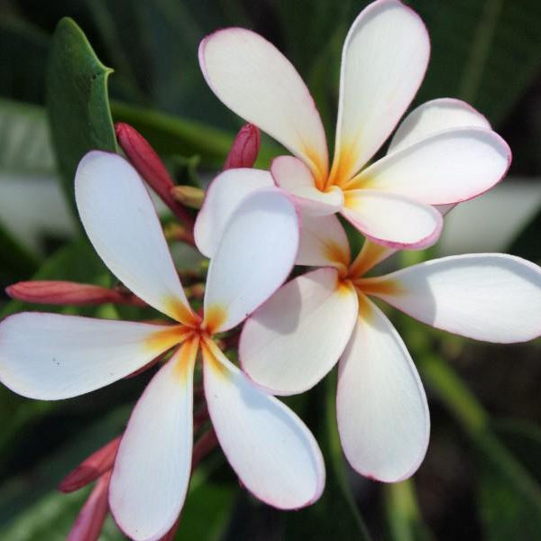 'Singapore Pink'