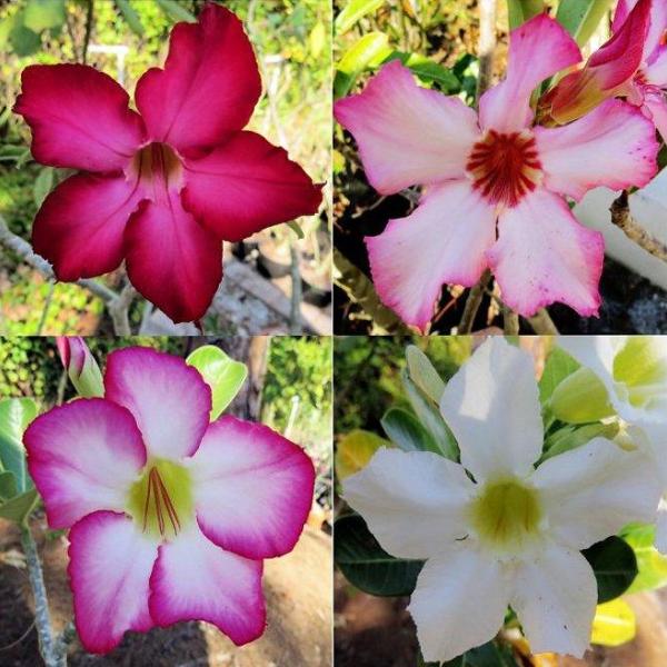 Adenium obesium aka 'Desert Rose' Four Pack Mixed Colors