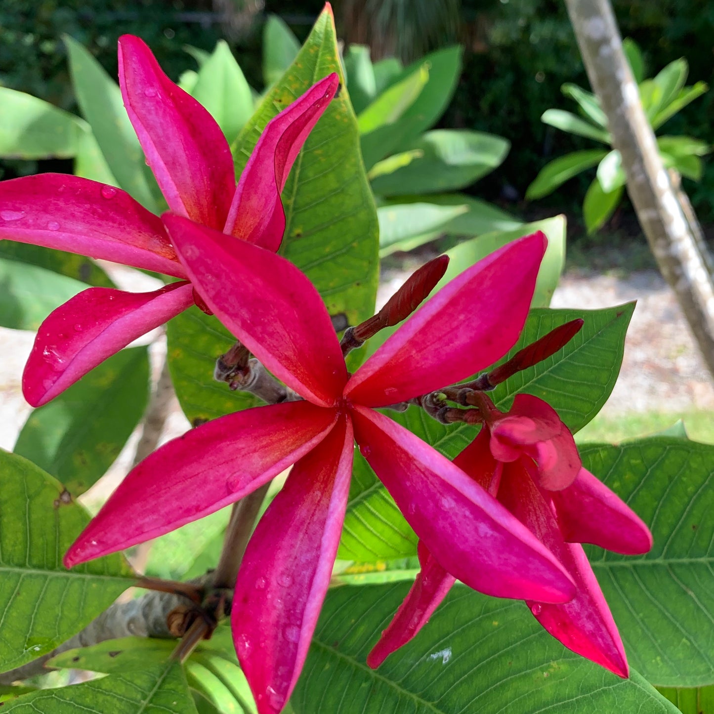 Red Star