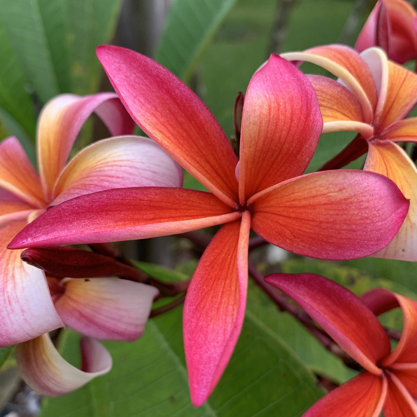 Amber Star - Plumeria Flower orange narrow petals