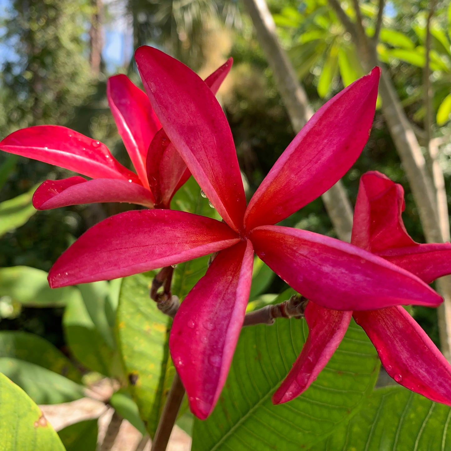 Red Star
