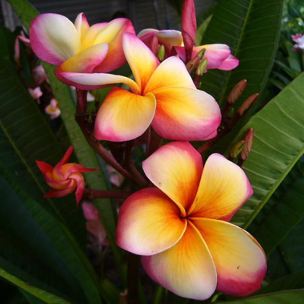 Praya Lae