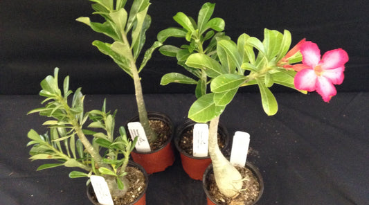 Adenium Care: How To Repot An Adenium