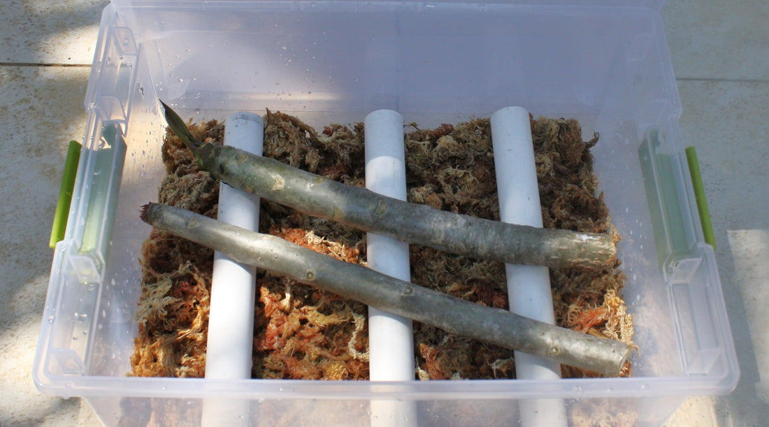 Plumeria cuttings in a humidity box