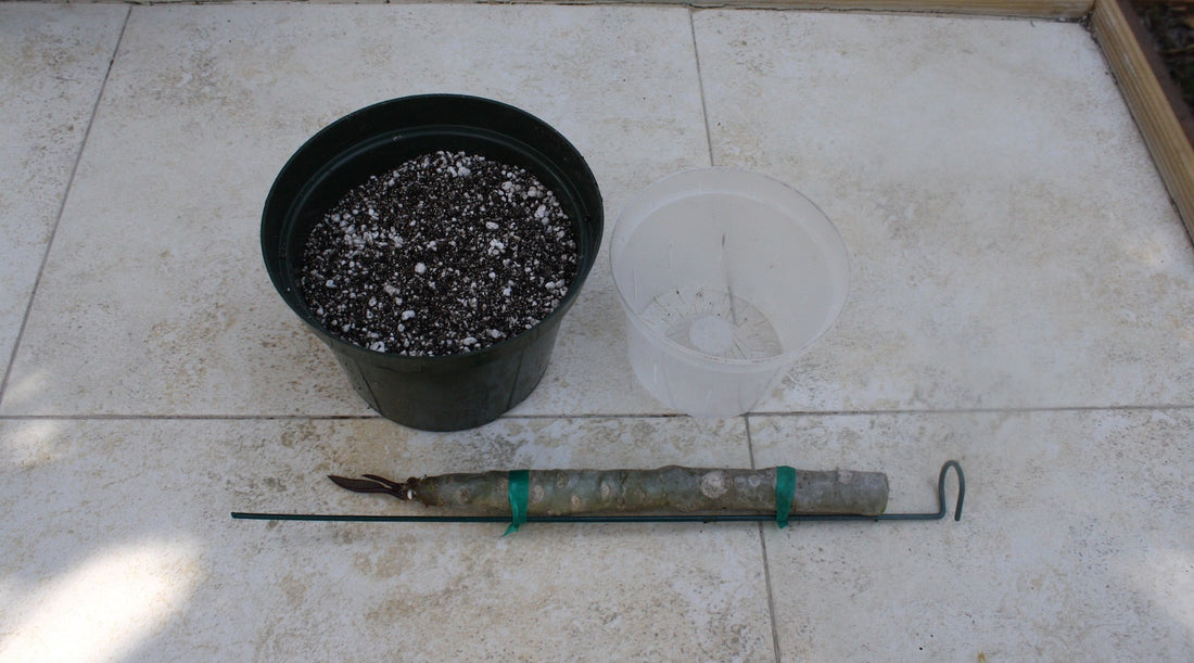 Plumeria Care: How To Root A Plumeria Cutting