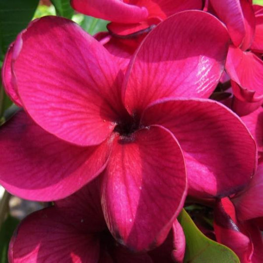 'Black Tiger'