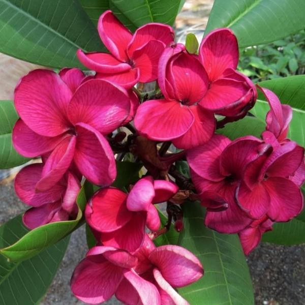 'Black Tiger'