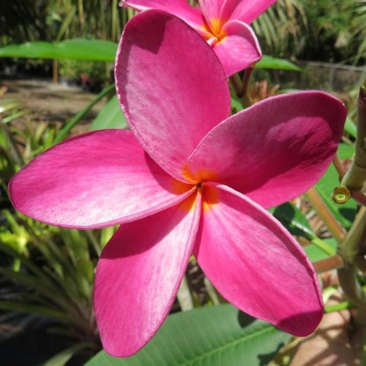 'Cancun Pink'