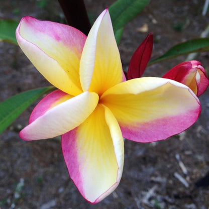 'Cayo Costa'