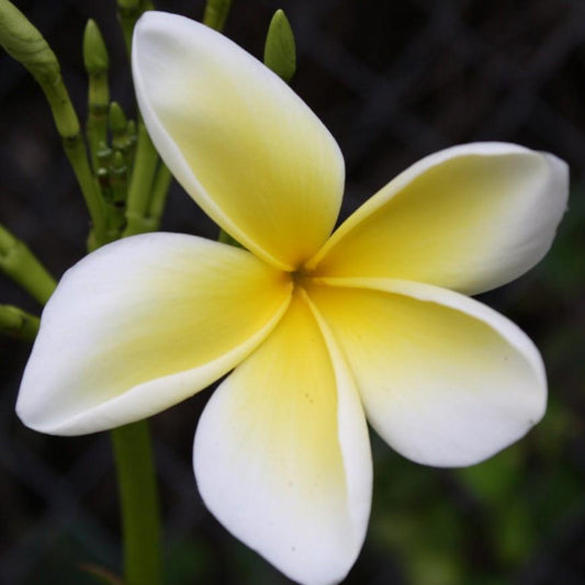 'Celadine'