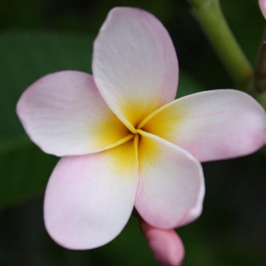 'Cocohatchee Pink'