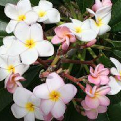 'Cocohatchee Pink'