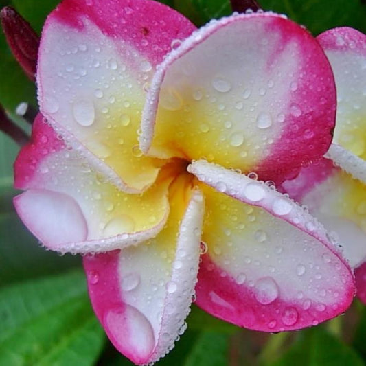 'Danai Delight'