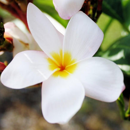 'Everglades White'