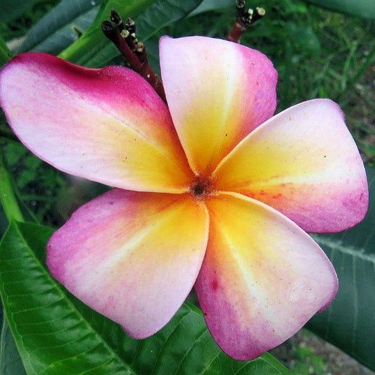 'Hawaiian Duke'