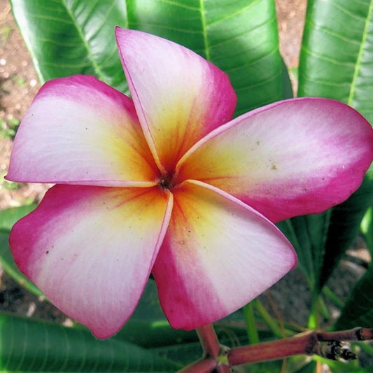 Hawaiian Rainbow