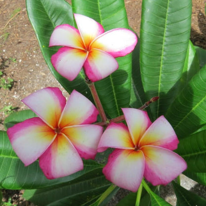 Hawaiian Rainbow