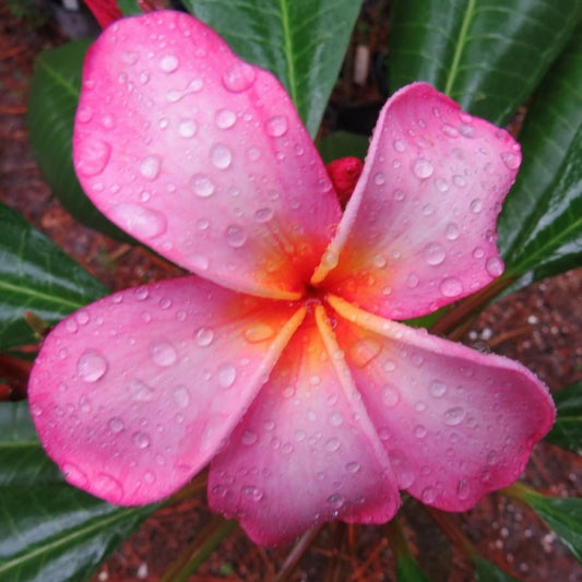Hawaiian Titanic