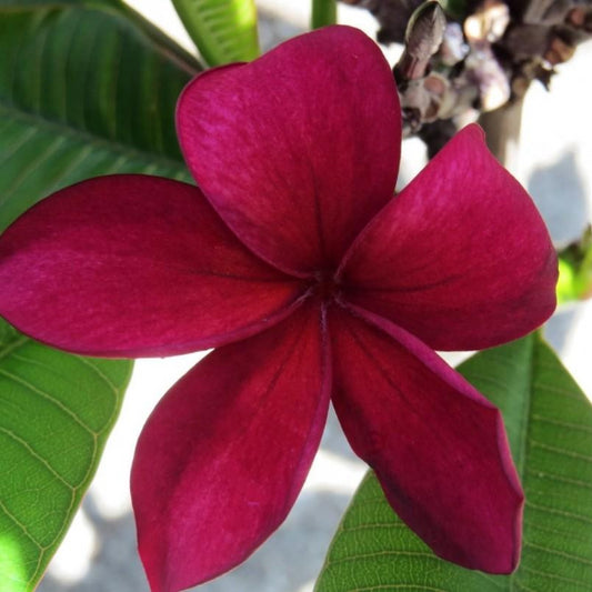 'Hilo Beauty'