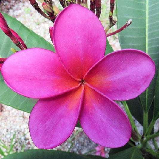 'Kahuku'