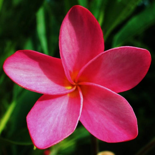 'Key West Red'