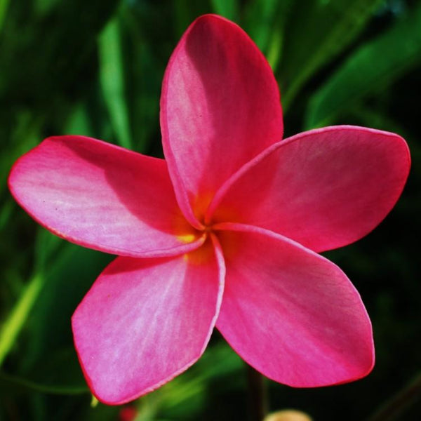 Equinox Scarf - Pink Plumeria Maui