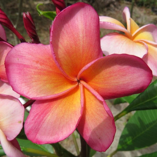 'Kimo'