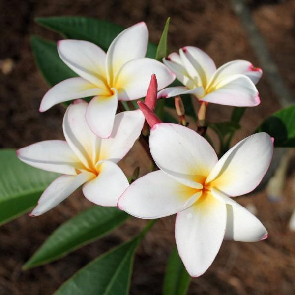 'Lee La 007'