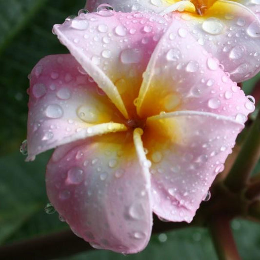 'Maui Beauty'