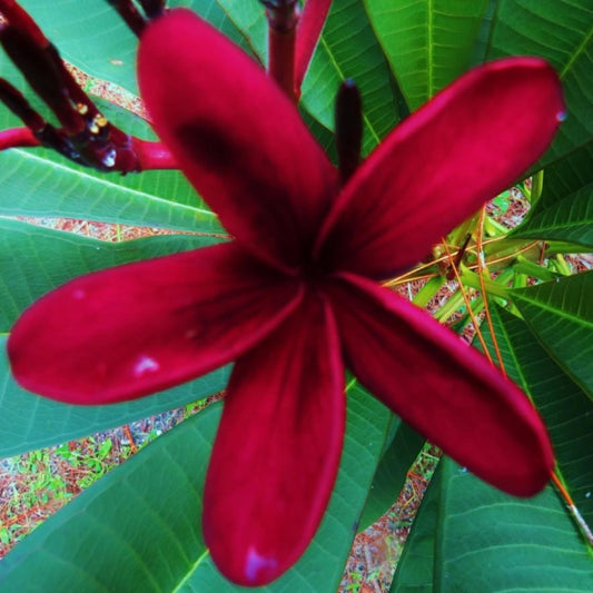 'Maui Star'