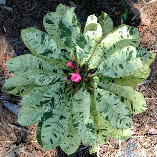 'Maya' (Variegated)