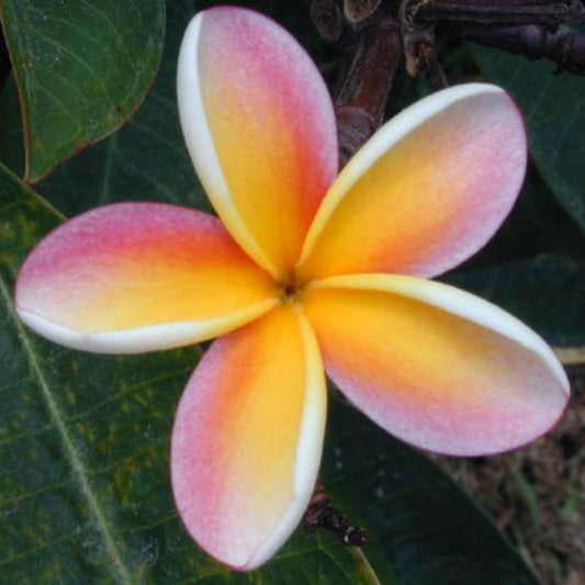 'Nebels Rainbow'