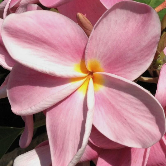 'Okeechobee Pink'
