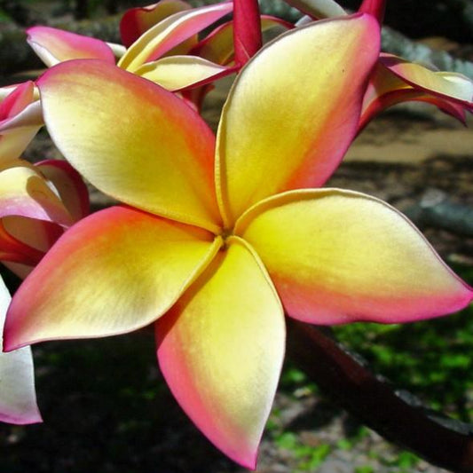 'Puu Kahea'
