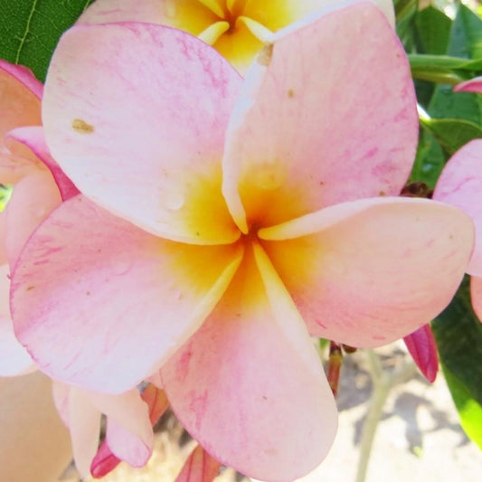 'Peach 2'