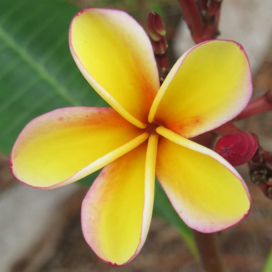 Peach Glow Shell