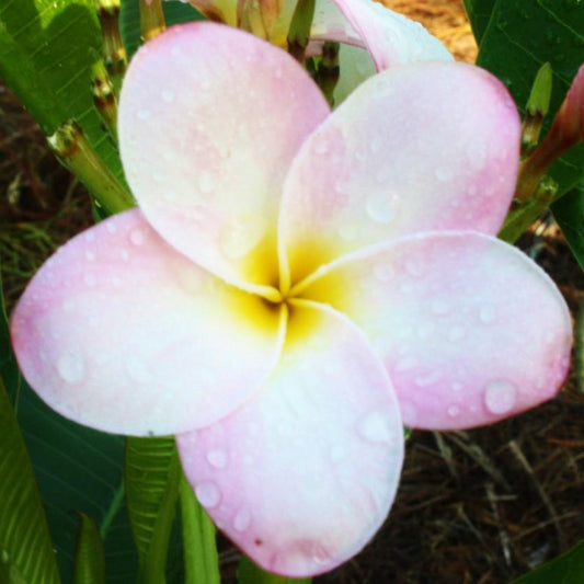 'Pele Pink'