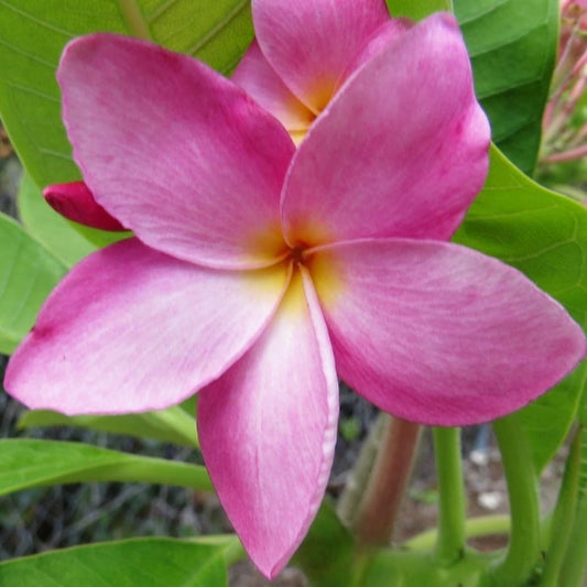 'Princess Victoria'