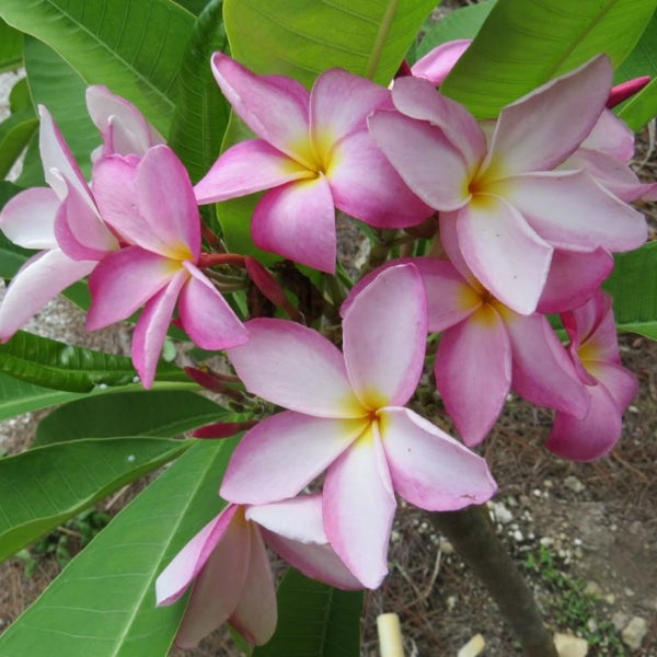 Princess Victoria - Plumeria Cuttings | Plumeria Tropicals