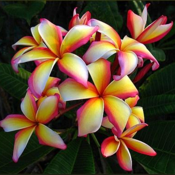 Puu Kahea - Plumeria Cuttings | Plumeria Tropicals